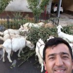 Cho’pon yigit